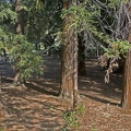 313-6554 Redwood Grove